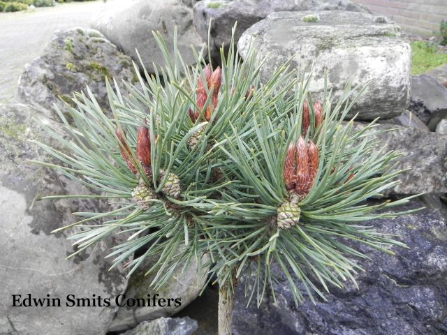 Pinus sylvestris 'St.George'